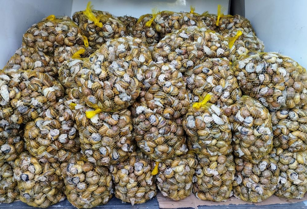 Caracoleta asperssa máxima