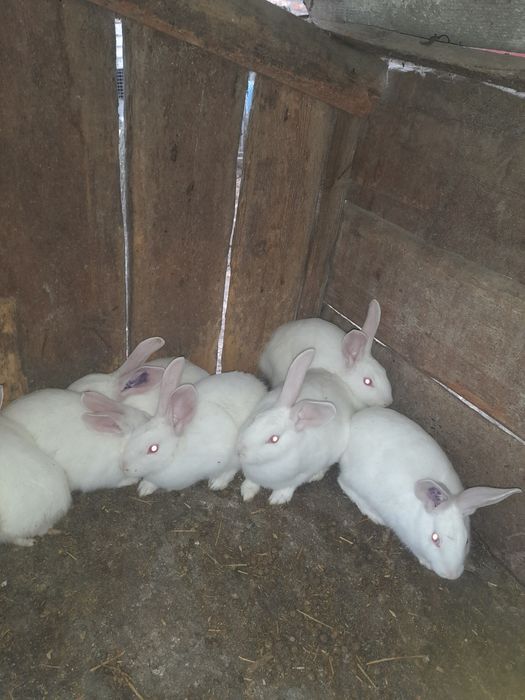 Продам  кроликів