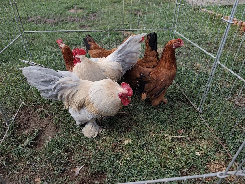 Karzełki łapciate 1+2