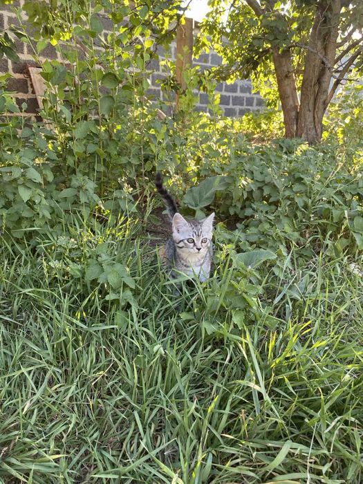 Сдам дом в аренду в Краматорске