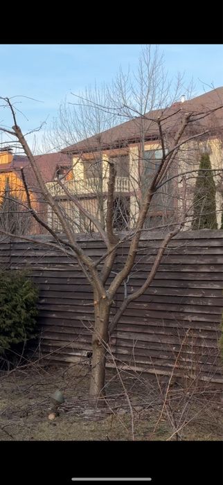 Обрізка плодових дерев, обрізка саду, обрізка кущів, обрізка дерев