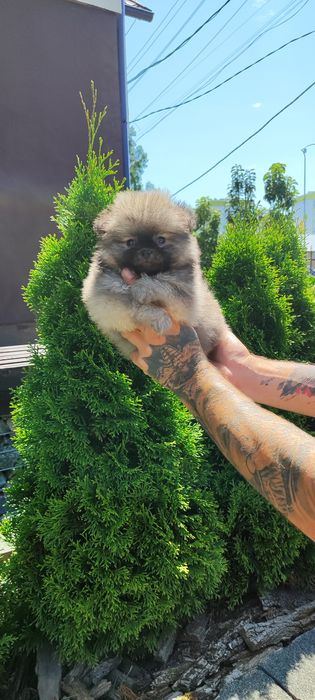 Малюки ростуть 2,5  місяців