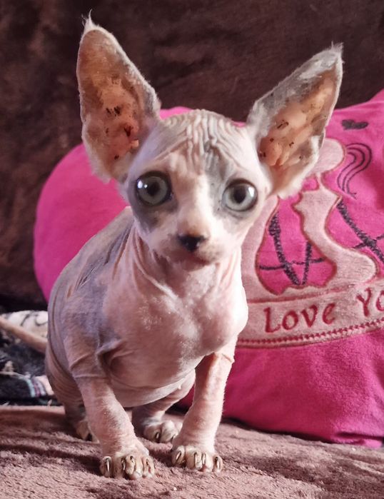 Gatinha sphynx .
