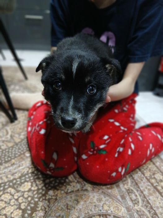 Безкоштовно песик