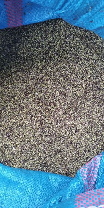 Sprzedam nasiona koniczyny czerwonej