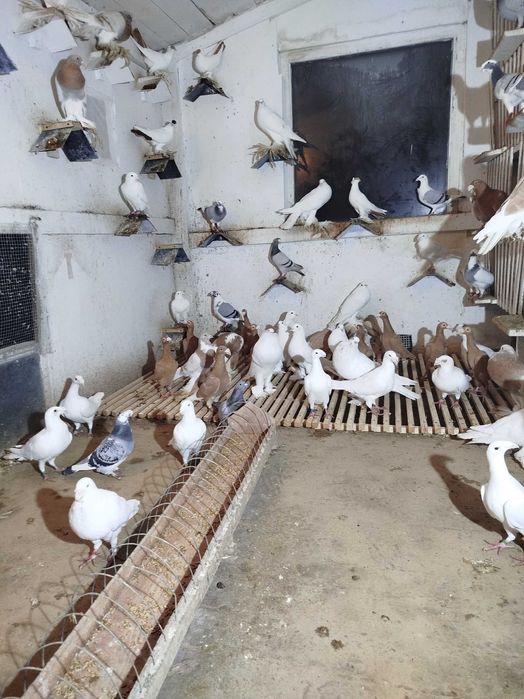 Gołębie Garłacze Pomorskie Kariery Rzeszowskie Niemiecki Wystawowy