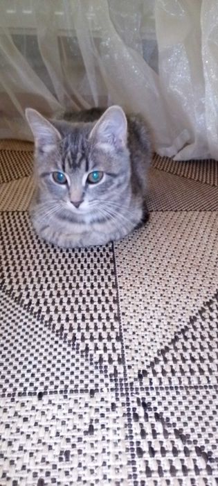 безкоштовно віддам кошенят
