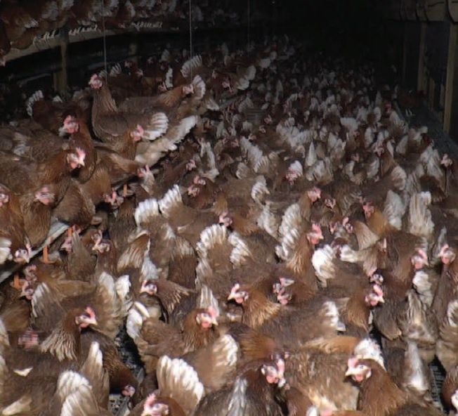 Kury Nioski Leghorn już niosą Milówka