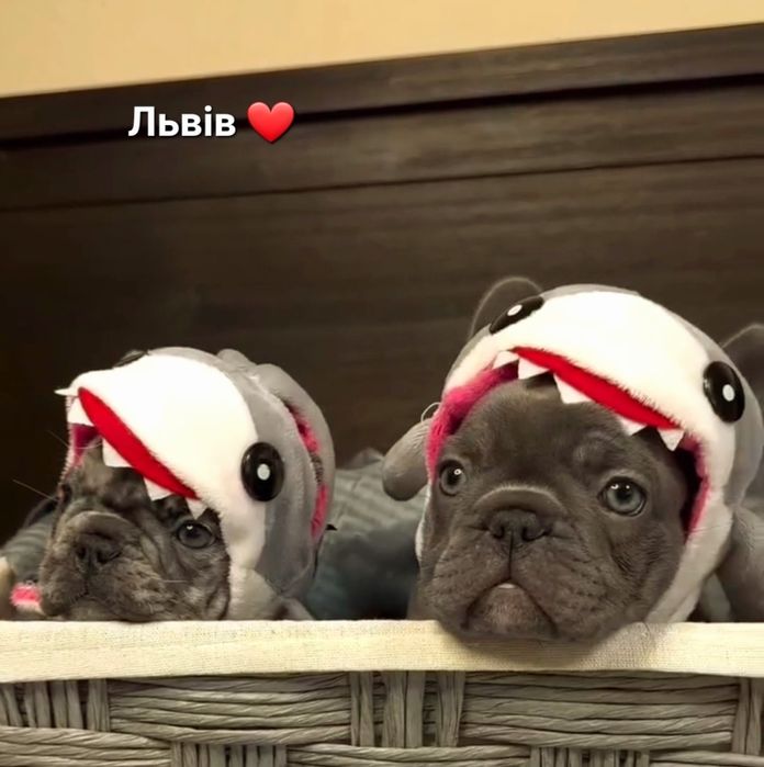 Львів. Бульдожки цуценята