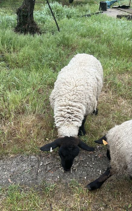 Ovelha Suffolk Pura Linha Inglesa!