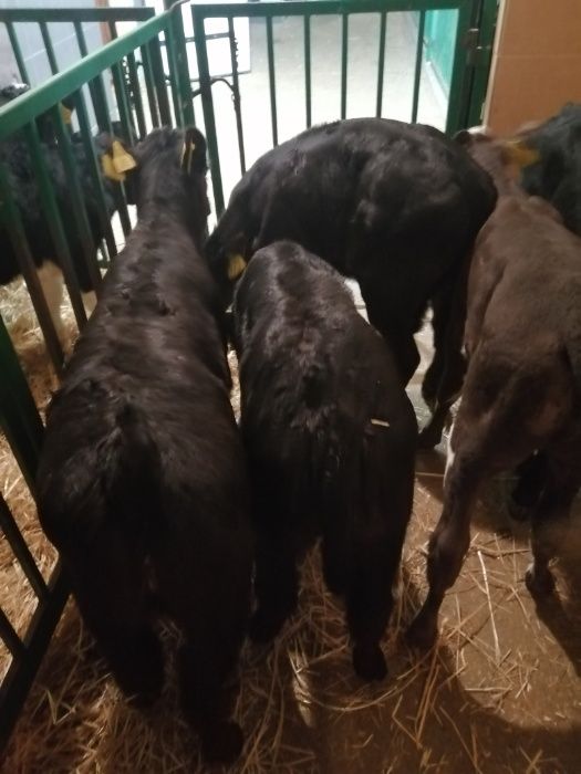 Byczki i Jałówki Brzeziny polskie