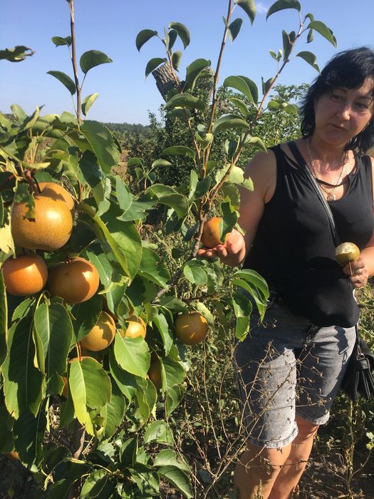 Саджанці екзотики і звичайні
