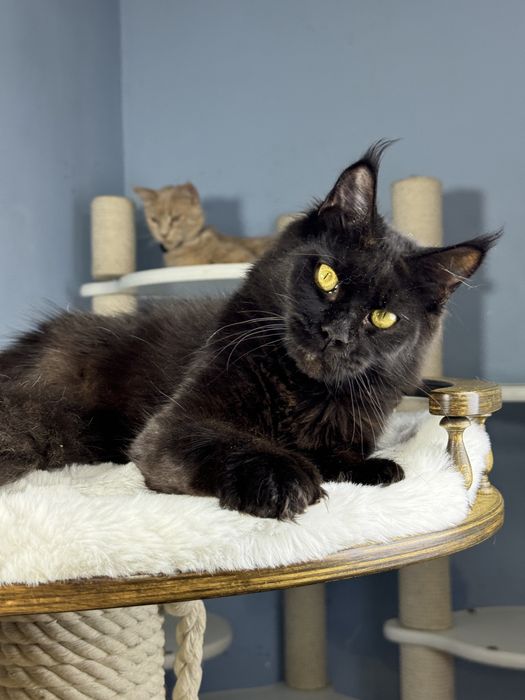 Девочка мейн кун 6 месяцев черный окрас