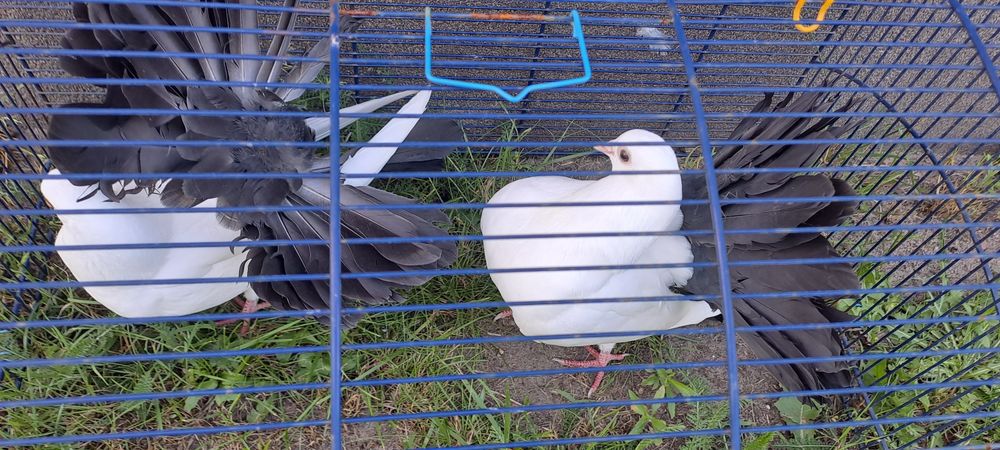 Sprzedam pawie z czarnymi ogonami