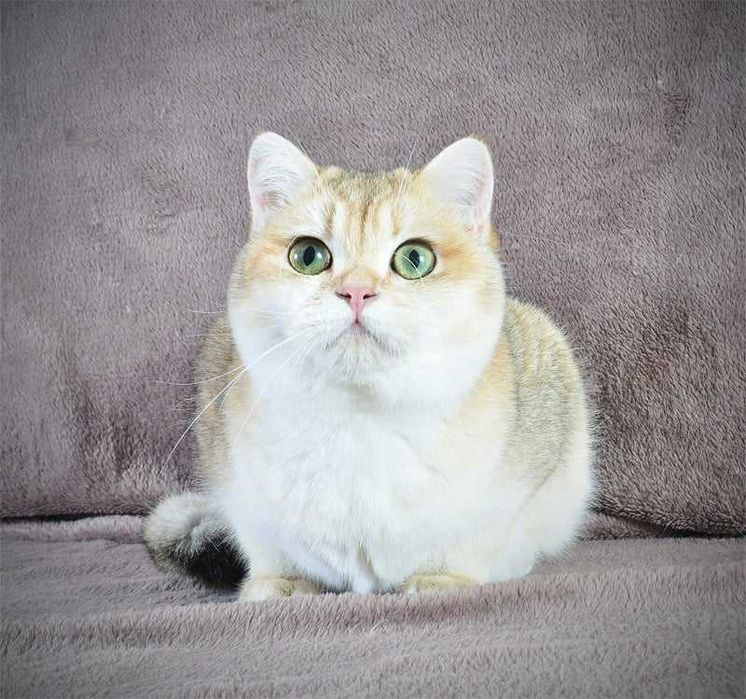 Золотая британская девочка