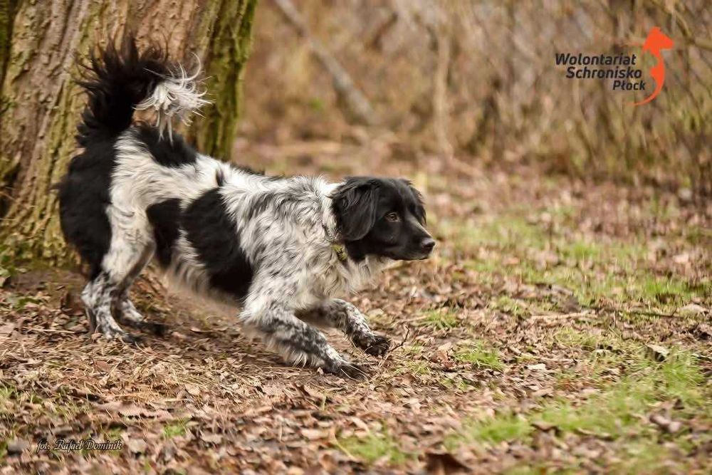 Piękny Staś szuka domu