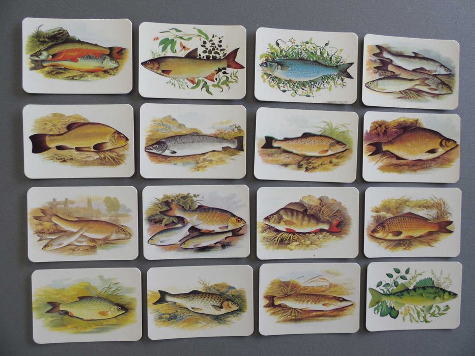 Calendários Peixes, Borboletas, Aves