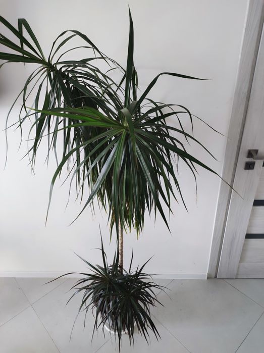 Dracena w donicy