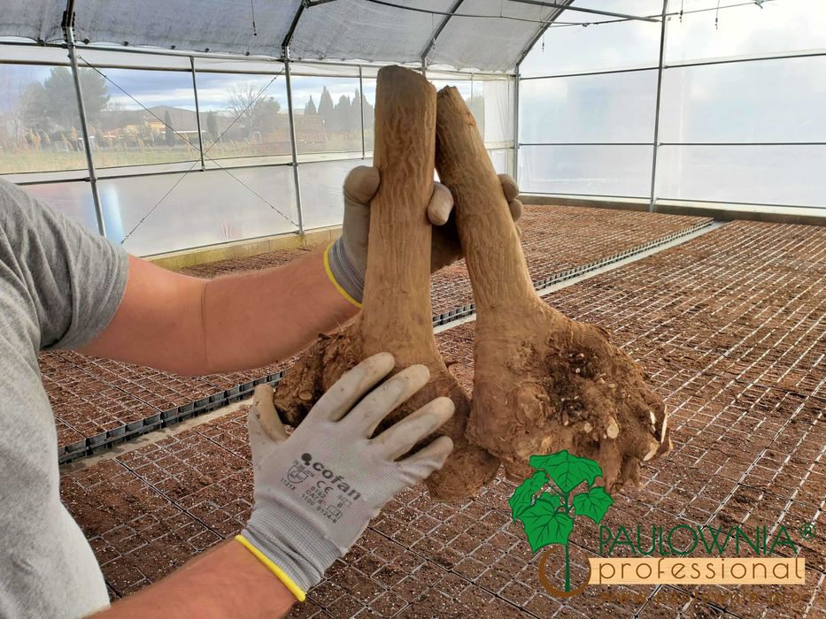 Paulownia Stump XXL raiz descoberta. Oferta Inverno 2025