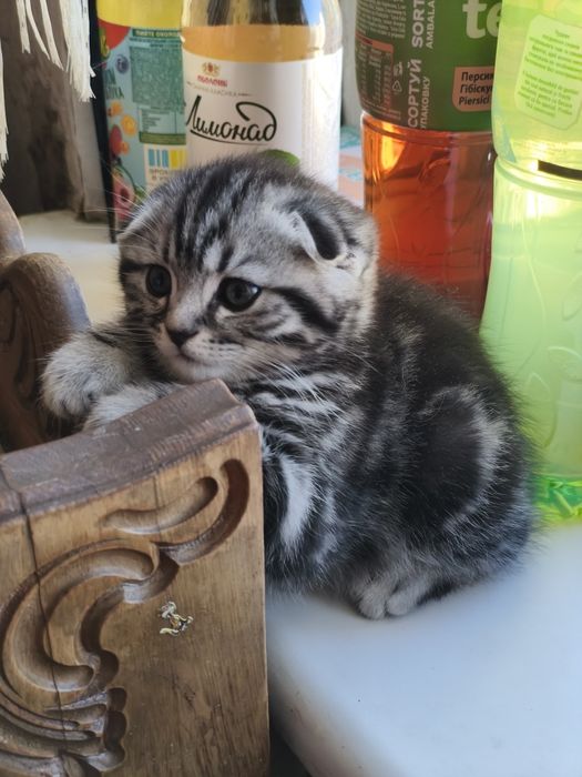 Шотландский мальчик