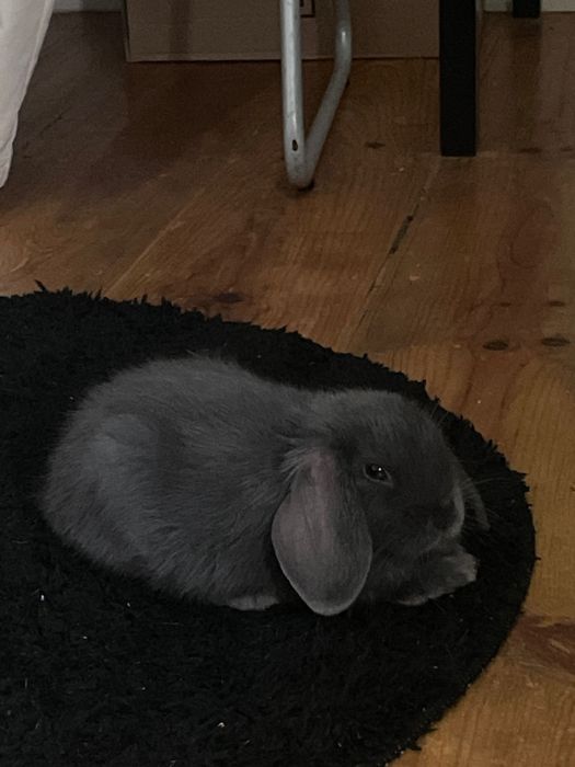 coelho anão 6 meses