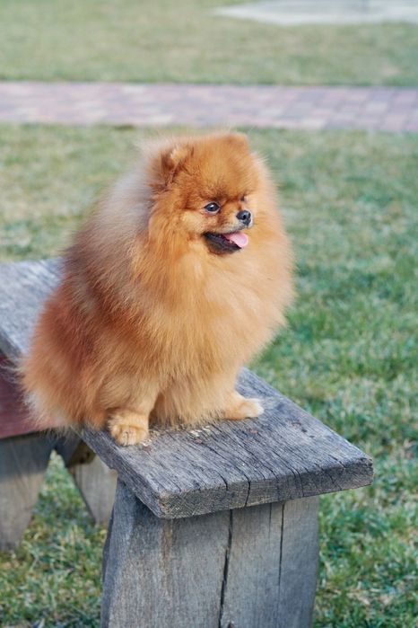 В'язка померанского шпіца оранж