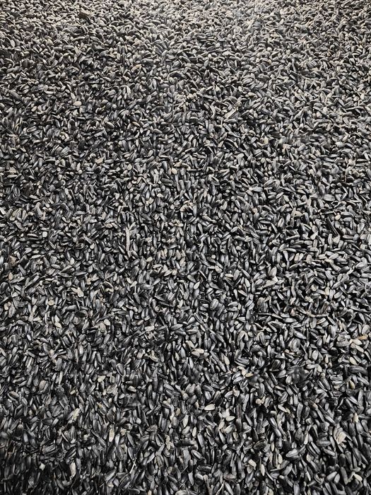 Karma słonecznik 25 kg 2025