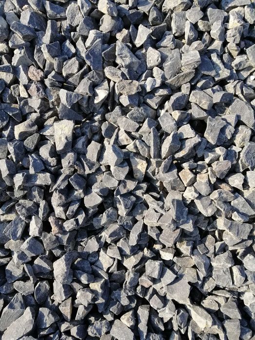 Grys dalmatyńczyk i grafitowy