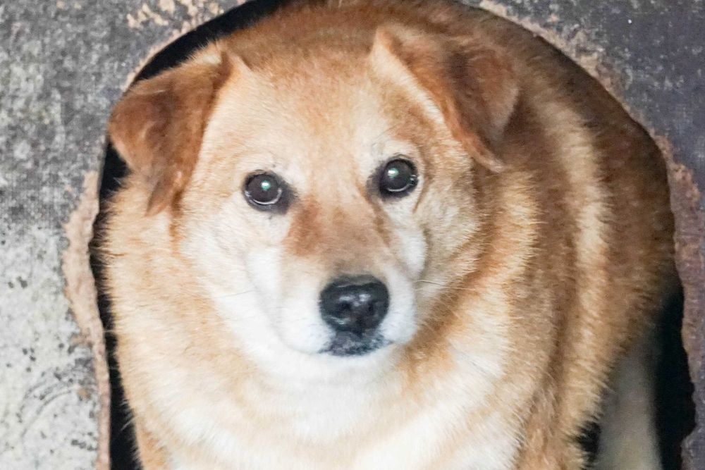 Foksik - rudy psiak czeka na dom