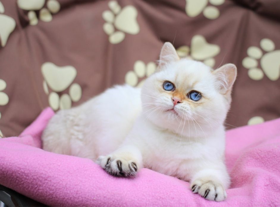 Британский котик по имени Эклер ищет новый дом