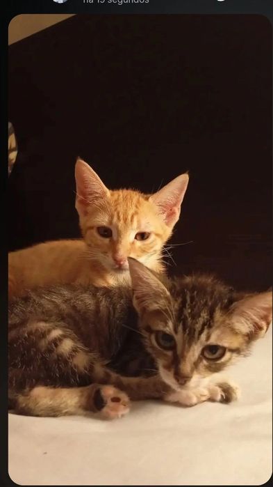Gatinhas para dar