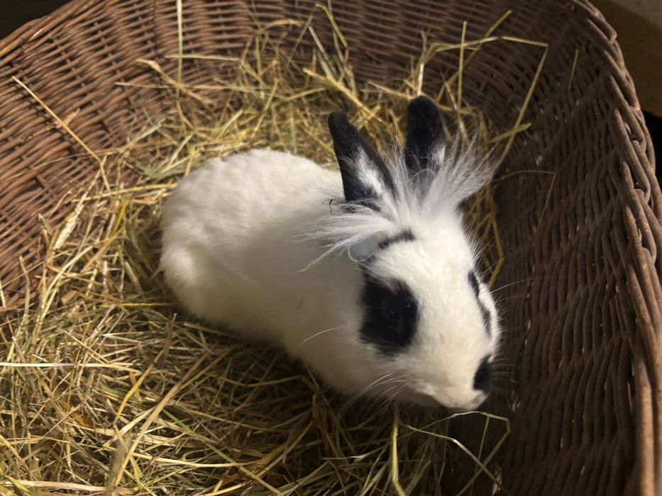 Króliczki miniaturki karzełek