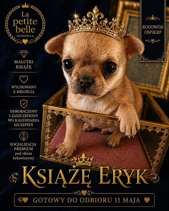 Książe Eryk -  malutki chihuahua