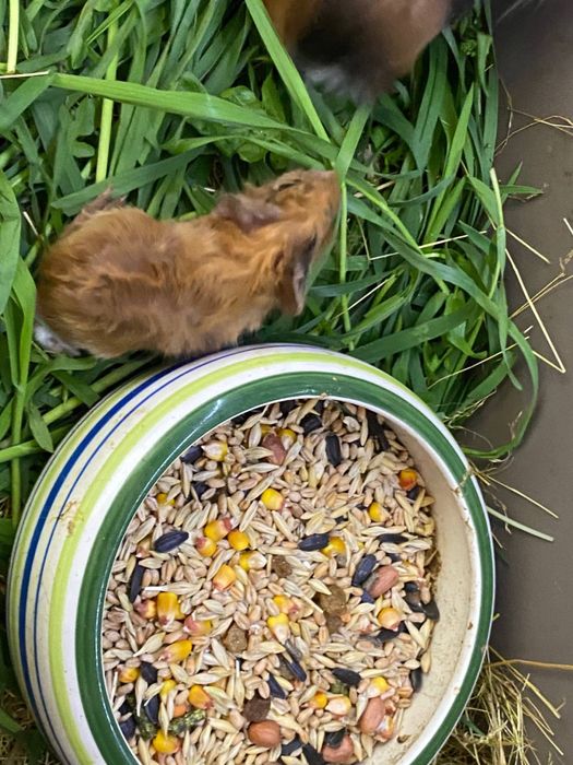 Рыженькая морская свинка (мальчик 1 месяц)