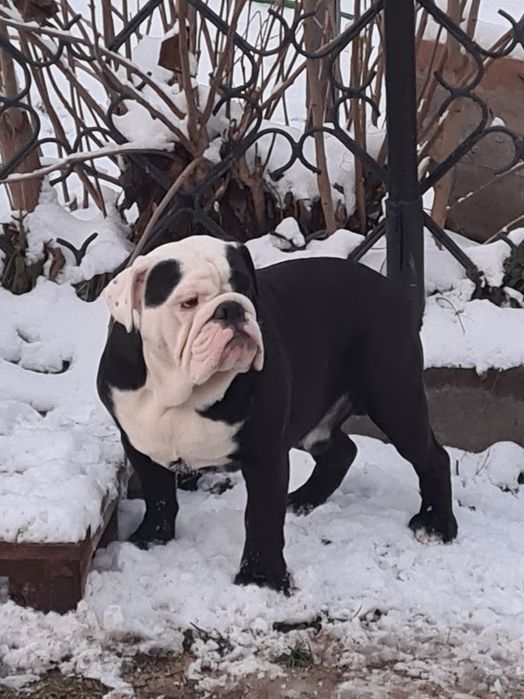 Buldog Angielski suczka. Niebieska