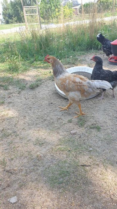Sprzedam młode koguty