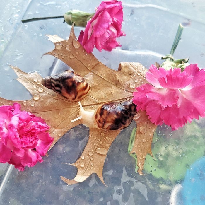 Ахатини малюки равлики Ahatina Reticulated Albino snail