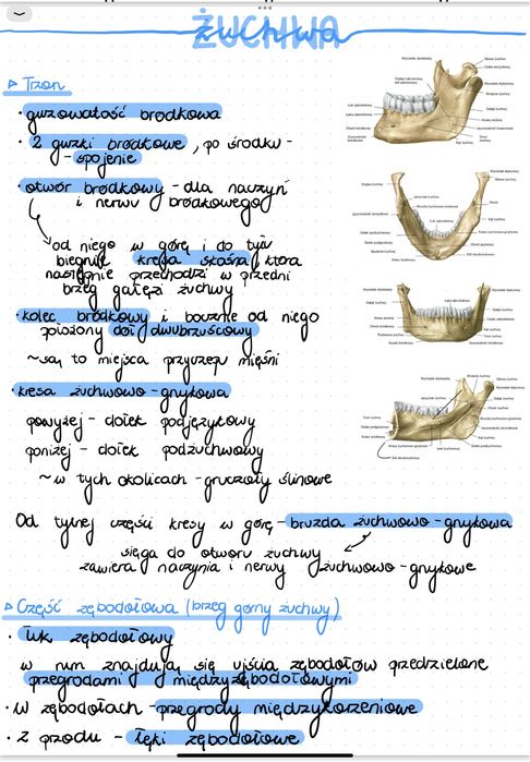 Własnorecznie robione notatki z anatomii