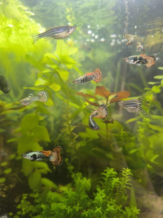 Vendo Guppies Machos Cobra