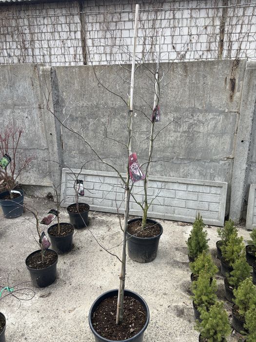 Judaszowiec (Cercis canadensis forest pansy)