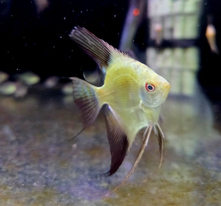 Skalar bulgarian green