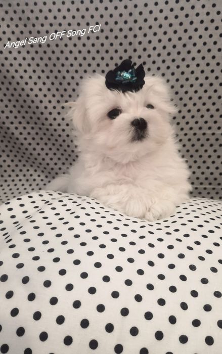 Maltańczyk szczeniaczek Michel Fci