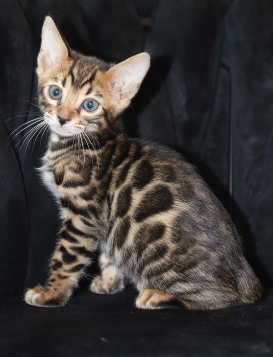 kocurek bengalski brązowy