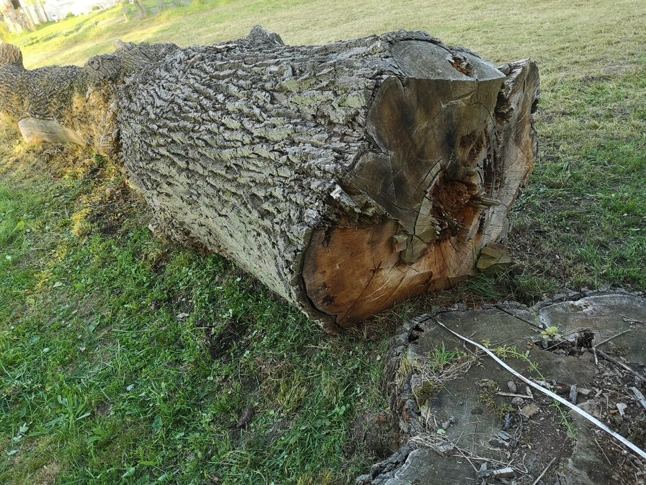 Sprzedam Kłoda dębu