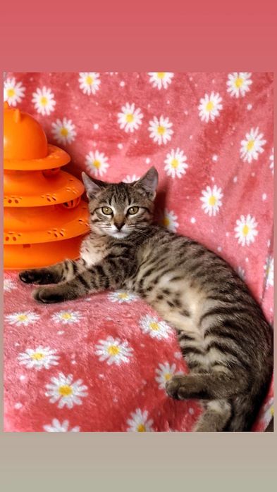 Отдам котенка лесного окраса, девочка, 3 месяца