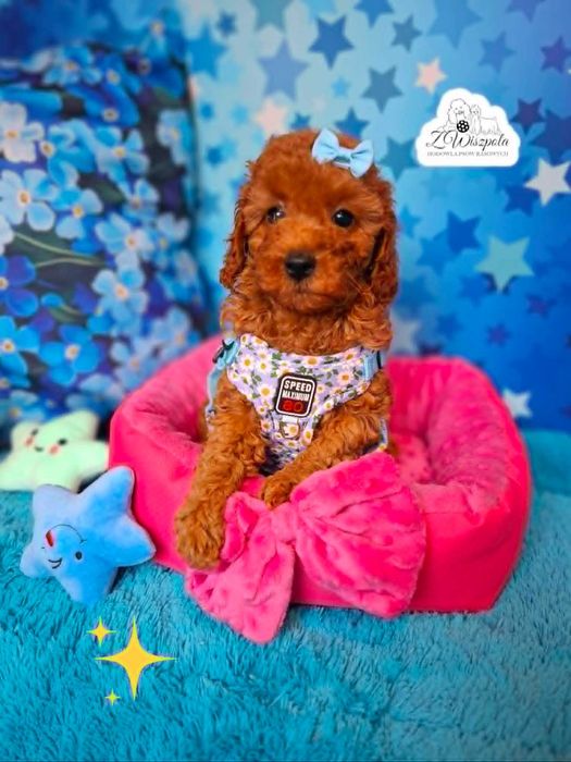 pudel  miniatura suczka  do odbioru