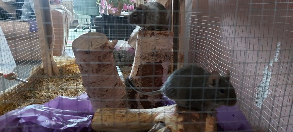 Koszatniczki 2szt Za darmo Oddam