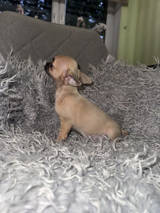 Suczka chihuahua xxs