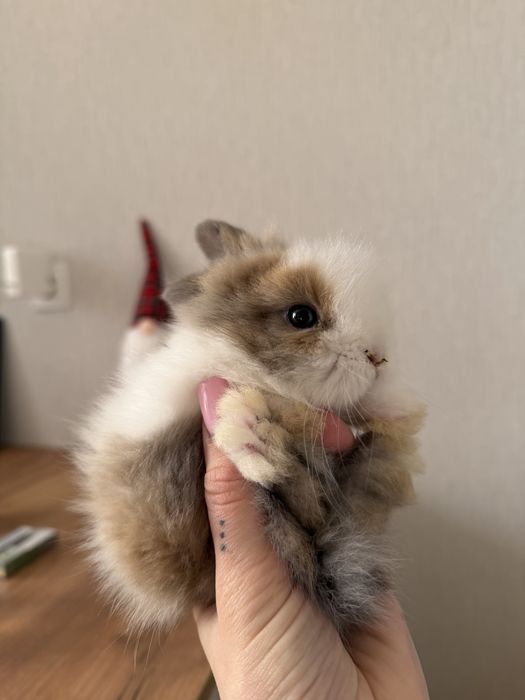 Декортивні кролики