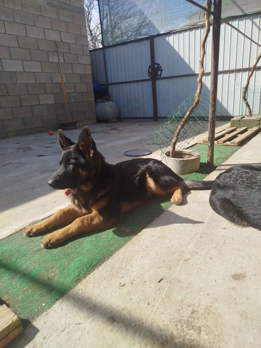 Німецькі вівчарки